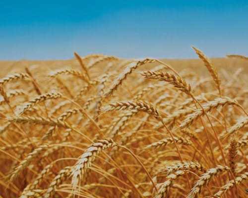 quelle est la définition du droit d\